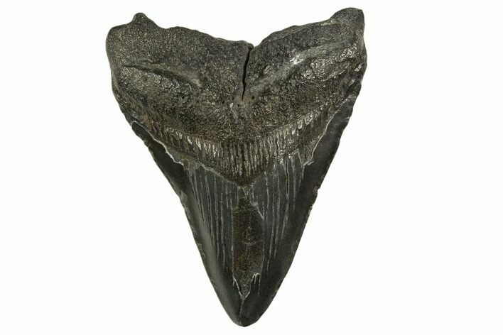 Fossil Megalodon Tooth - South Carolina #331516